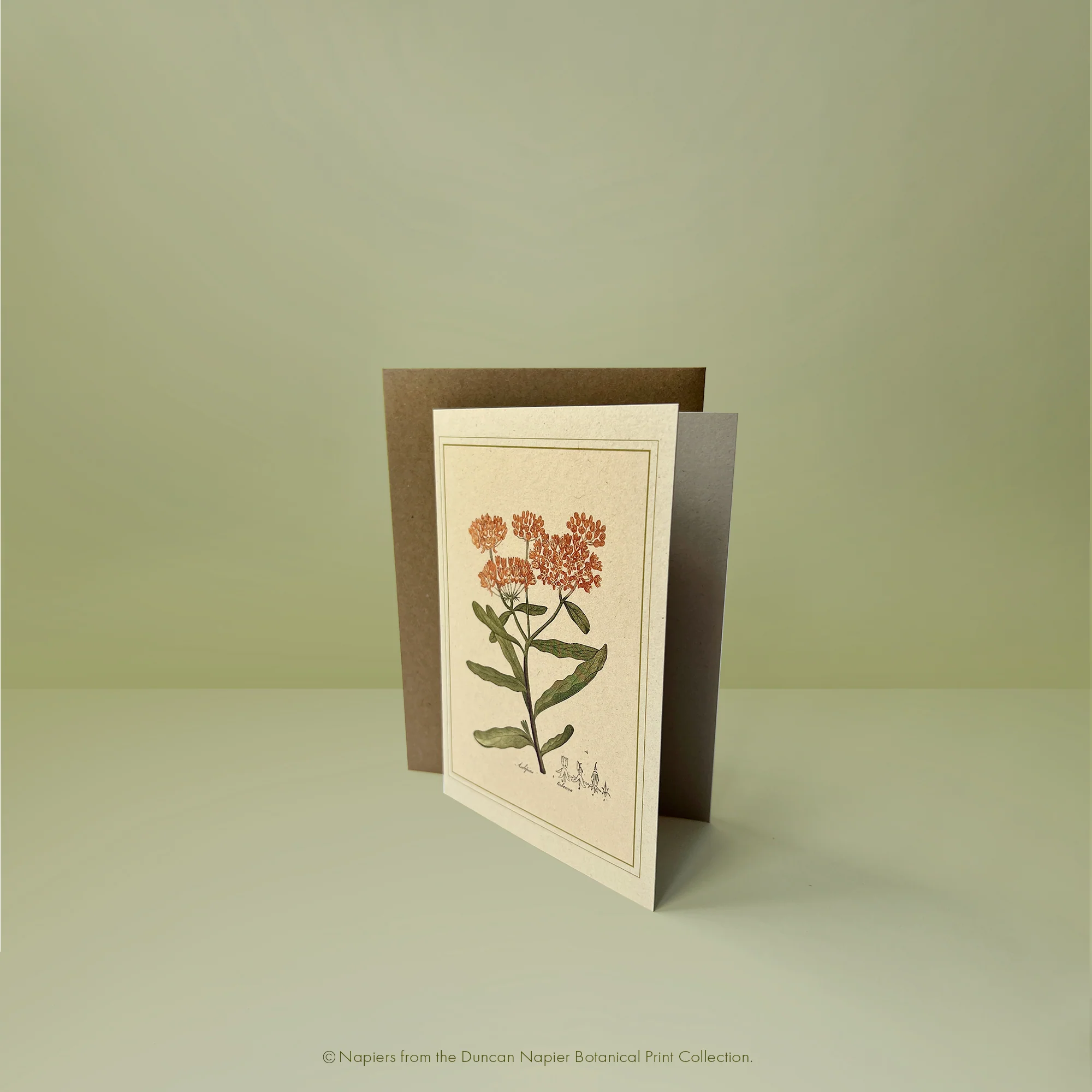 Napiers Botanical Prints - Image 10