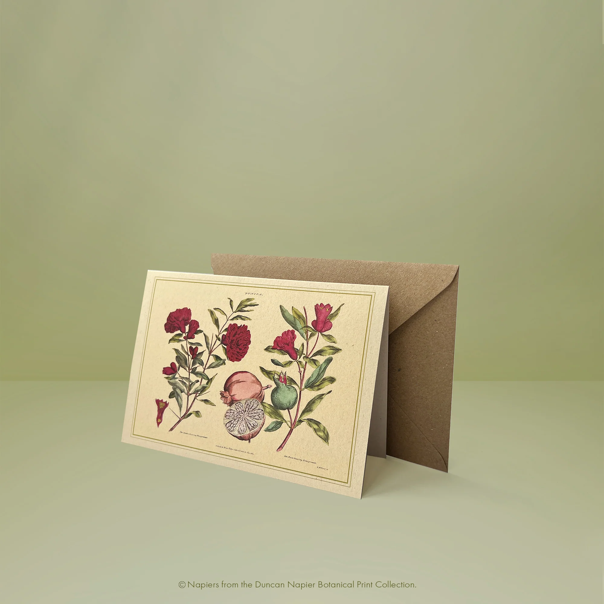 Napiers Botanical Prints - Image 13