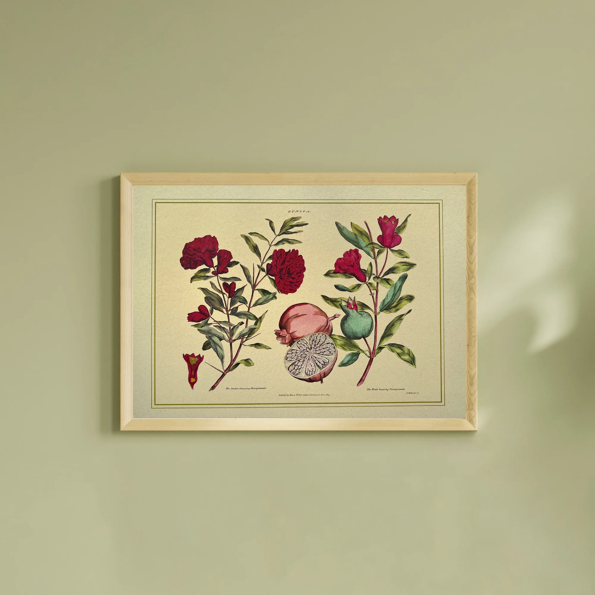 Napiers Botanical Prints - Image 9
